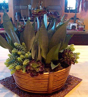 succulentliveReplica