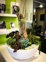 interior-plantscape-plants-for-businesses-san-diego-6