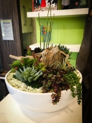 interior-plantscape-plants-for-businesses-san-diego-7