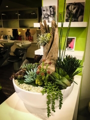 interior-plantscape-plants-for-businesses-san-diego-8