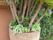 patio-landscape-succulents