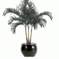 alexander palm