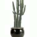 candleabra cactus