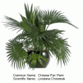 chinese fan palm