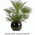 european fan palm