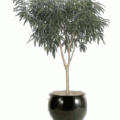 ficus alii