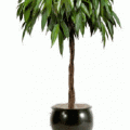 ficus amstel king