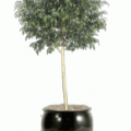 Ficus monique