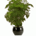 ming aralia