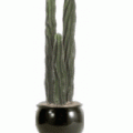 peruvian apple cactus