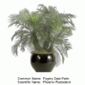 pygmy date palm