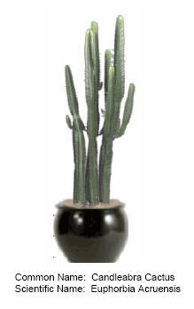 candleabra cactus