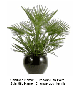european fan palm