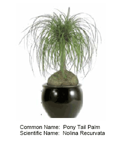 pony tail palm