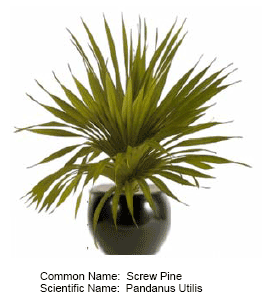 Screw pine