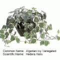 Algerian ivy variegated