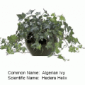 Algerian ivy