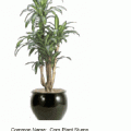 Dracaena massangeana stump