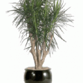 Dracaena marginata cincta stump