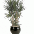 Dracaena marginata-cincta