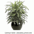 Dracaena lemon lime