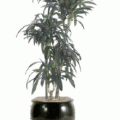 Dracaena lisa