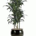 Dracaena michiko