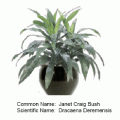 Dracaena janet craig-bush