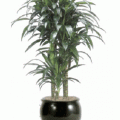 Dracaena janet craig cane