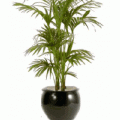 Kentia palm