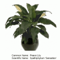 Peace lily sensation