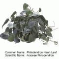 Philodendron heartleaf