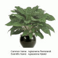 Aglaonema rembrandt