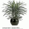 Dracaena rikki