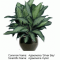 Aglaonema silver bay