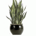 Snake plant