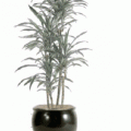 Dracaena warneckii cane