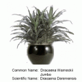 Dracaena warneckii jumbo