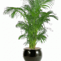 areca palm