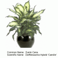 dumb cane