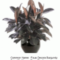 ficus decora burgundy