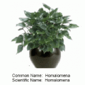 homalomena