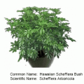 hawaiian schefflera bush