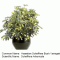 hawaiian schefflera bush var.