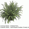 kimberly fern