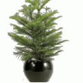 norfolk island pine