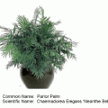 parlor palm