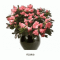 azalea