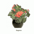 begonia