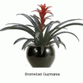 bromeliad guzmania